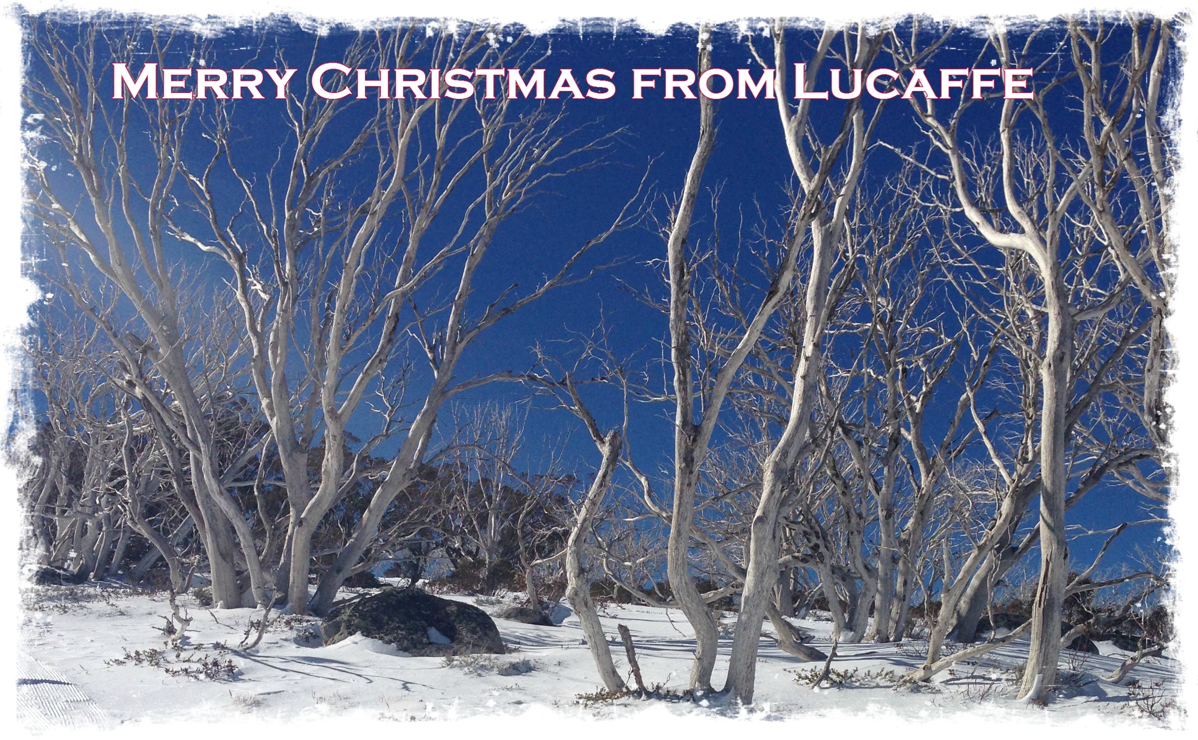 Lucaffe Christmas